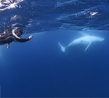 Diver photographing whale underwater Sunshine Coast
