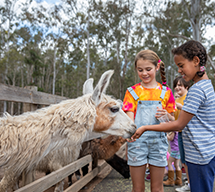 two children feeding llama at white ridge farm