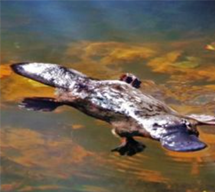 A Platypus in a local creek at Sunshine Coast