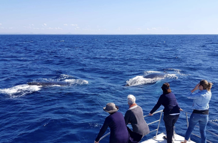 Cavalier-WhaleWatching