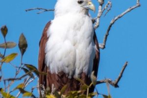 Cruise Maroochy~Exclusive Maroochy River Cruise Co. 1