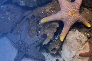 rockpol_touch-and-tell