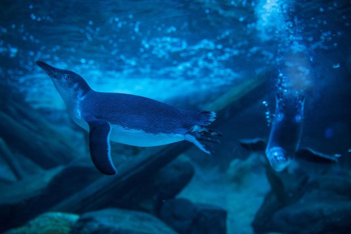 Little blue penguins under water